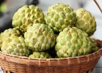 Bộ phận cực nguy hiểm của quả na, có thể gây ngộ độc, mù mắt