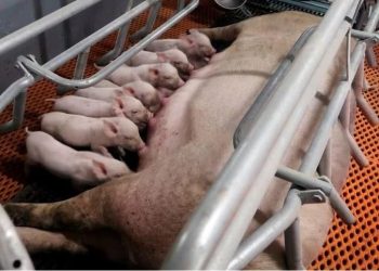 Cuộc khủng hoảng tàn phá thị trường thịt lợn 200 tỷ USD của Trung Quốc