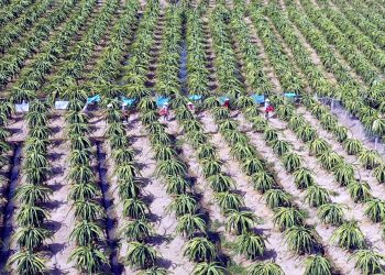 Bài toán thị trường thanh long –  Các nông hộ, doanh nghiệp nông nghiệp cần nâng tầm tư duy sản xuất