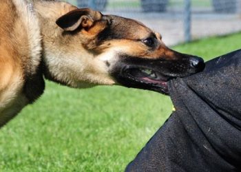 Trung tâm tư vấn pháp luật Toàn Tâm: Vi phạm hợp đồng mua bán nhà ở bị phạt thế nào – Trách nhiệm của chủ khi vật nuôi gây thiệt hại cho người khác?