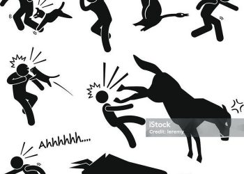 Án Tây-Luật Ta: Cụ bà tử vong thương tâm vì bị lợn nhà hàng xóm tấn công