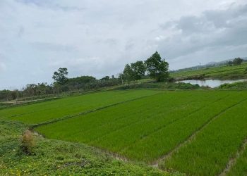 Thi hành án ‘bó tay’ vụ chia di sản thừa kế, tòa sau đó hủy án