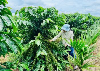 BM Group góp phần nâng tầm thương hiệu cà phê Việt trên đất đỏ Tây Nguyên