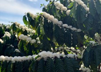 Khi người trẻ làm nông thế hệ mới, ứng dụng khoa học công nghệ và tư duy thương hiệu