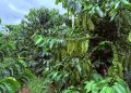 BM Farm: Lạ đời, trồng cà phê kiểu khác người “Nuôi đất bằng cỏ” của CEO Hồ Quốc Huy ở tỉnh Đắk Lắk