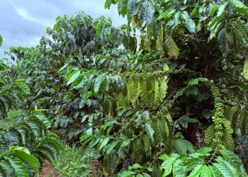 BM Farm: Lạ đời, trồng cà phê kiểu khác người “Nuôi đất bằng cỏ” của CEO Hồ Quốc Huy ở tỉnh Đắk Lắk